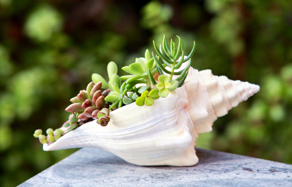 How to make a seashell planter