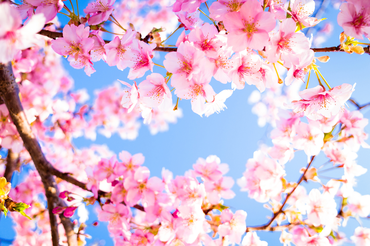 A cherry blossom festival has officially arrived in Australia! Better Homes and Gardens