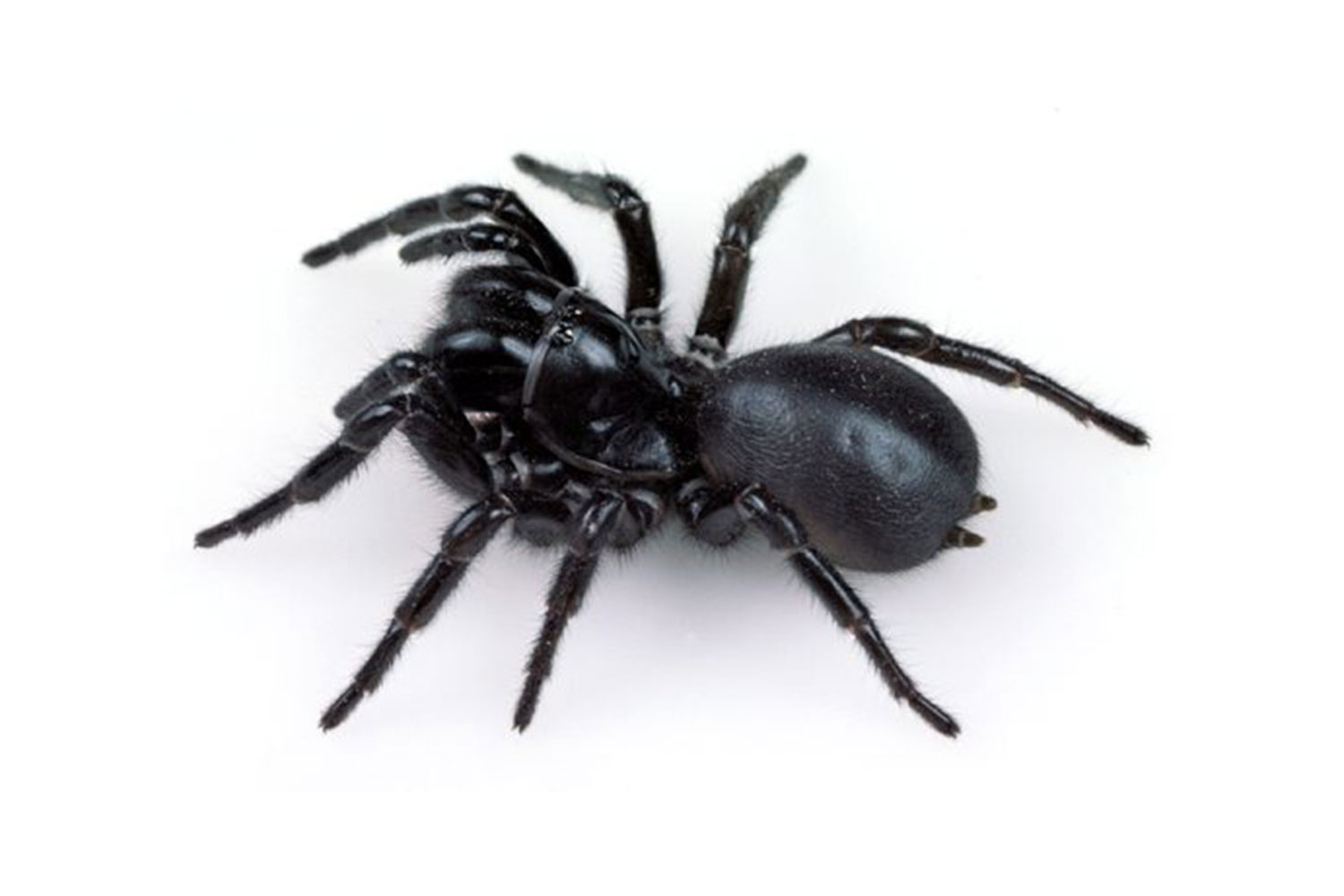 What to do if someone is bitten by a funnel web spider ...