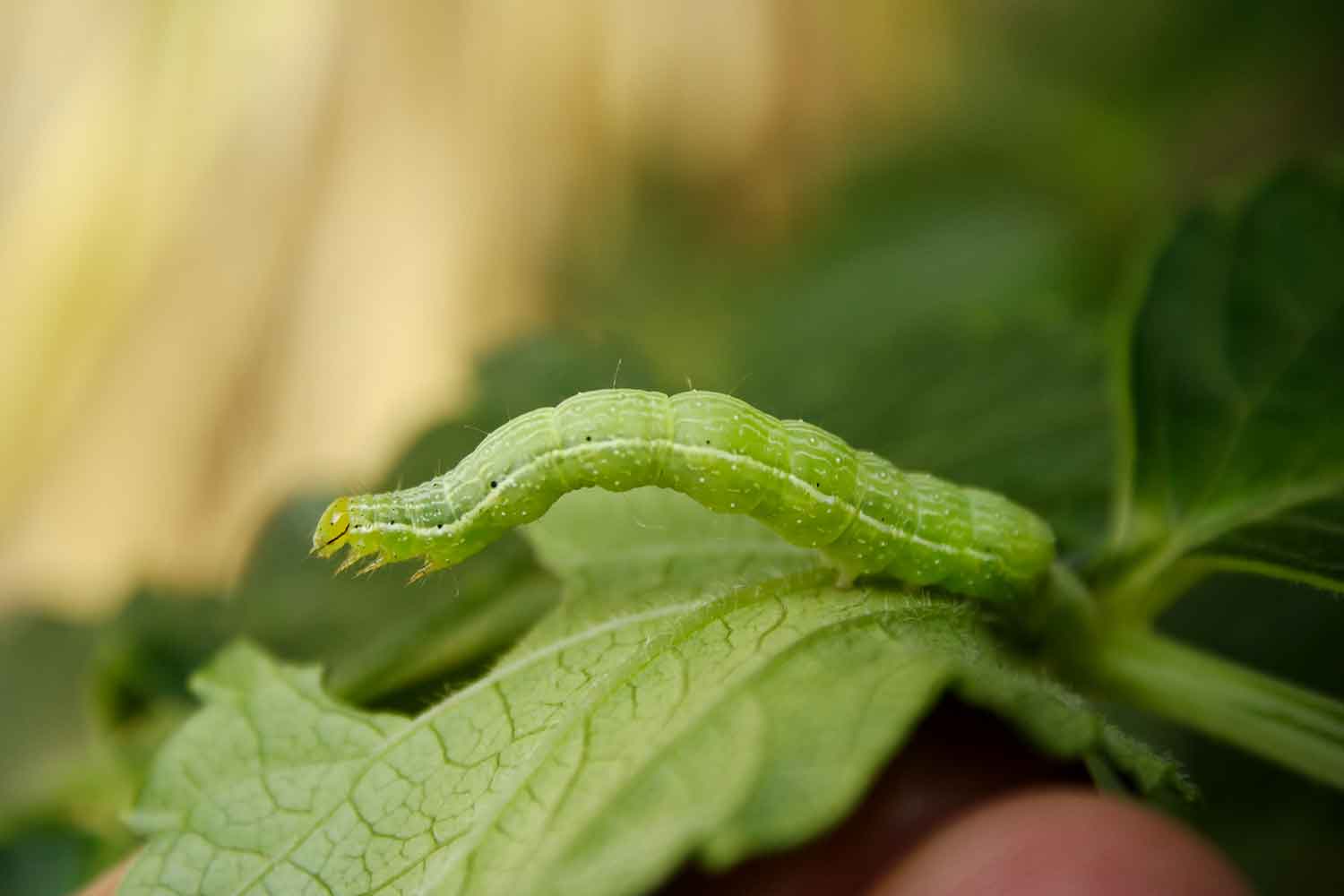 Controlling Caterpillars In Vegetable
