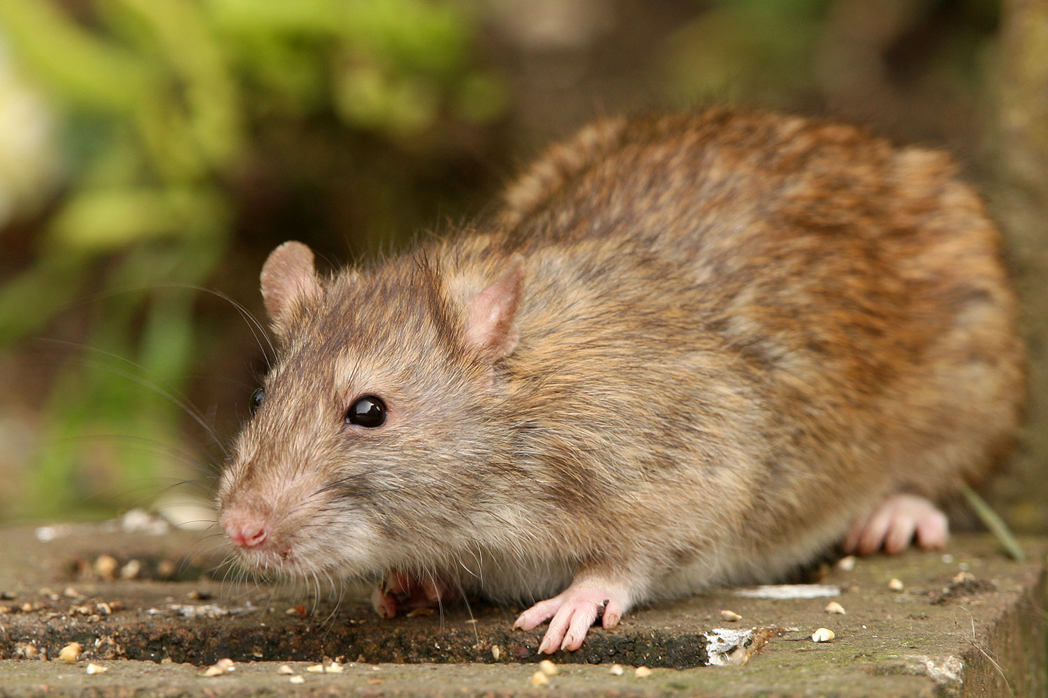 How To Get Rid Of Rats In Your Garden Without Poison Or Traps