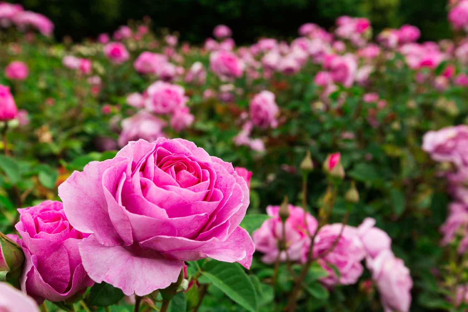 Tips For Pruning Roses Better Homes And Gardens