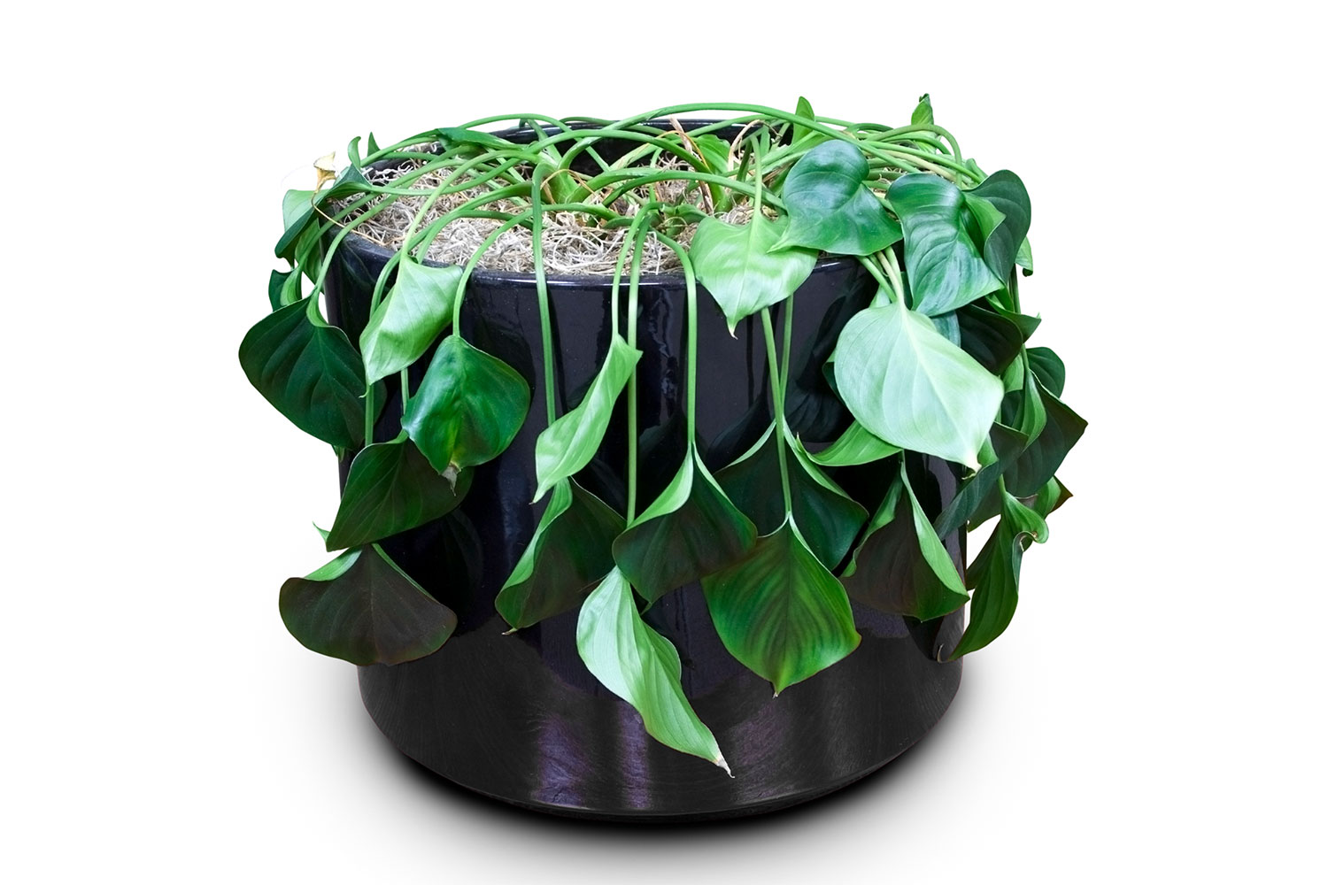 How To Save A Dying Plant Better Homes And Gardens,Best Charging Station For Multiple Devices Uk