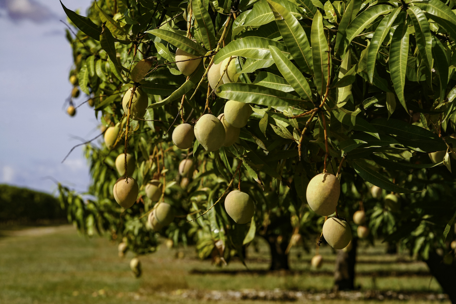 Mango Trees How To Grow A Mango Tree Better Homes And Gardens