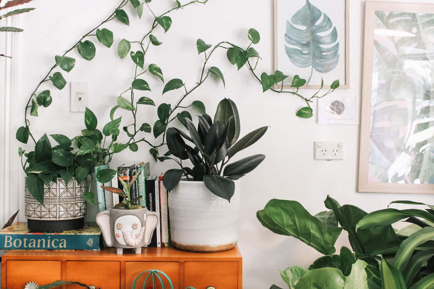 Air purifying plants 20 of the best for your home   Better Homes ...