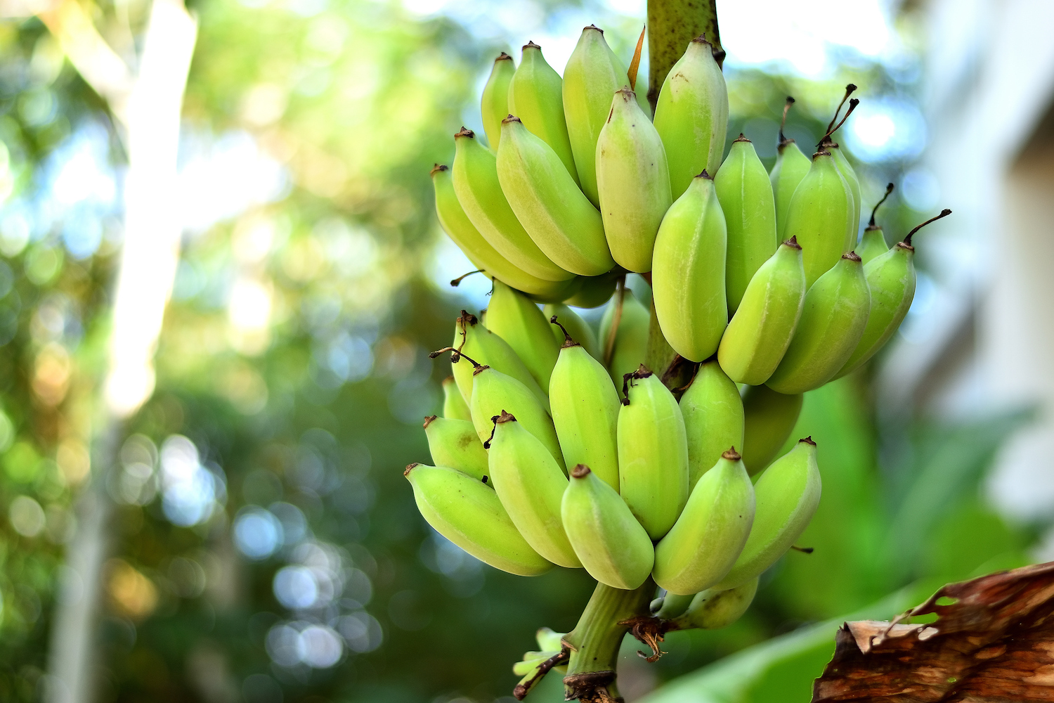 Banana Plants How To Grow Bananas Better Homes And Gardens,Best Hangover Cure 2019