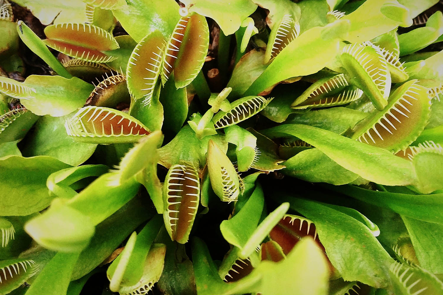20 of the best carnivorous plants and how to care for them   Better ...