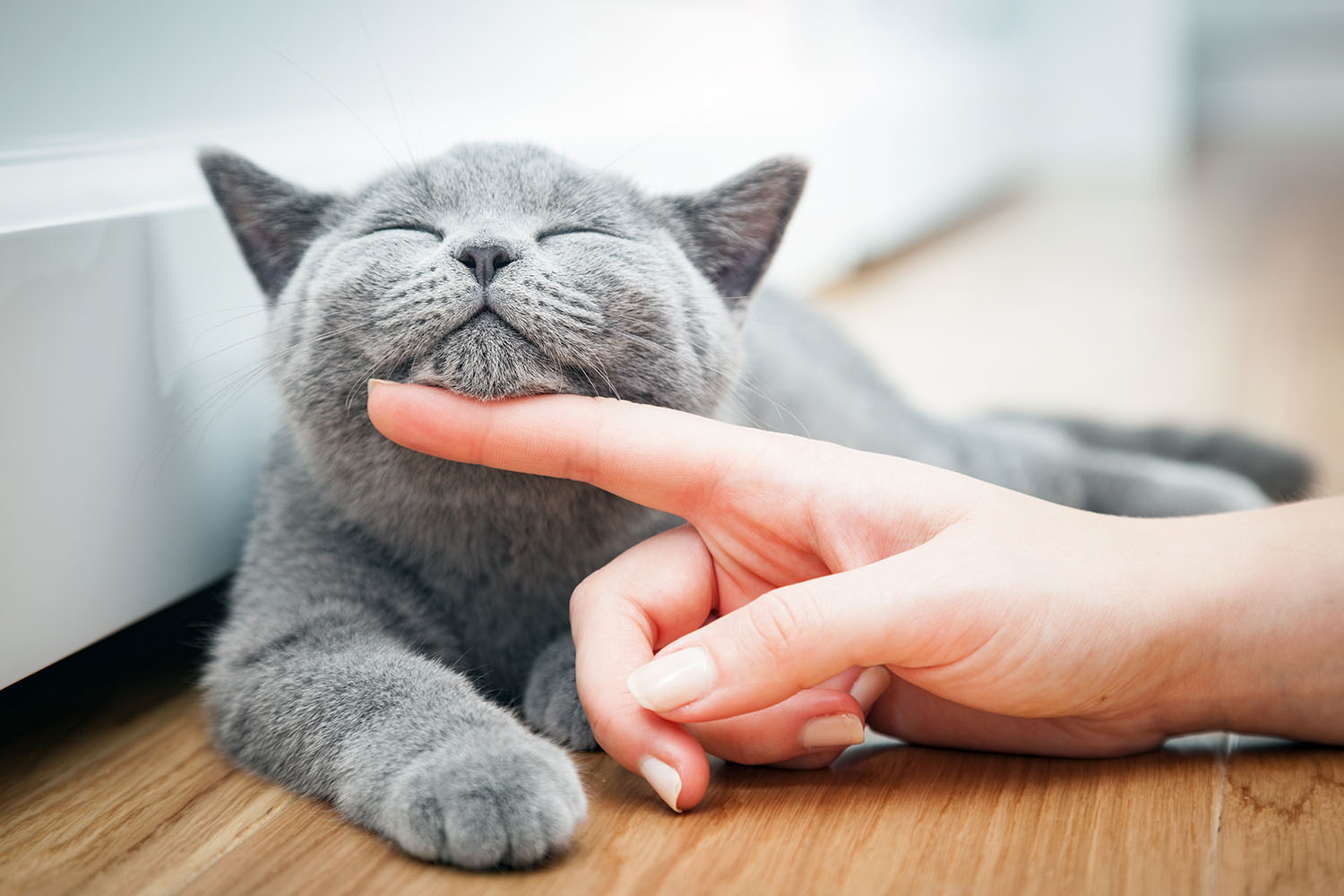 Cats Get Their Personality From Their Owners Better Homes And Gardens