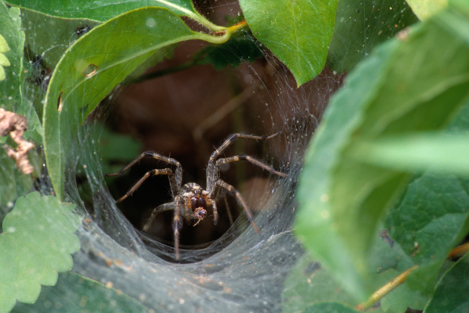 Experts warn: Beware of funnel-web spiders in this rain ...