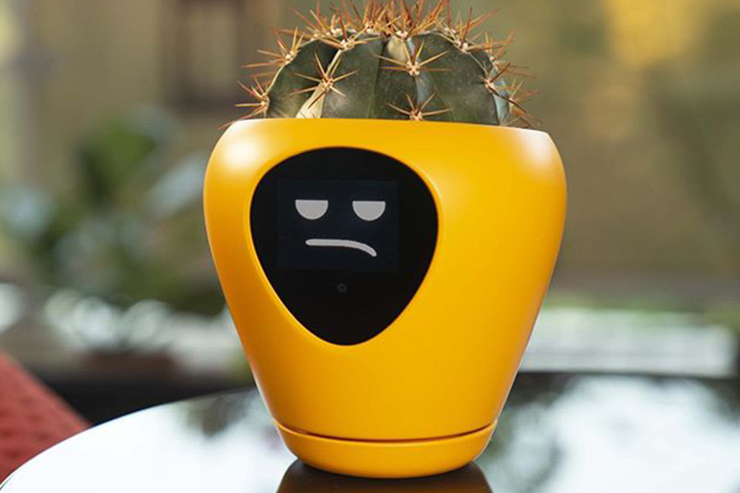 Lua smart planter will tell you your needs sun or water | Homes and Gardens