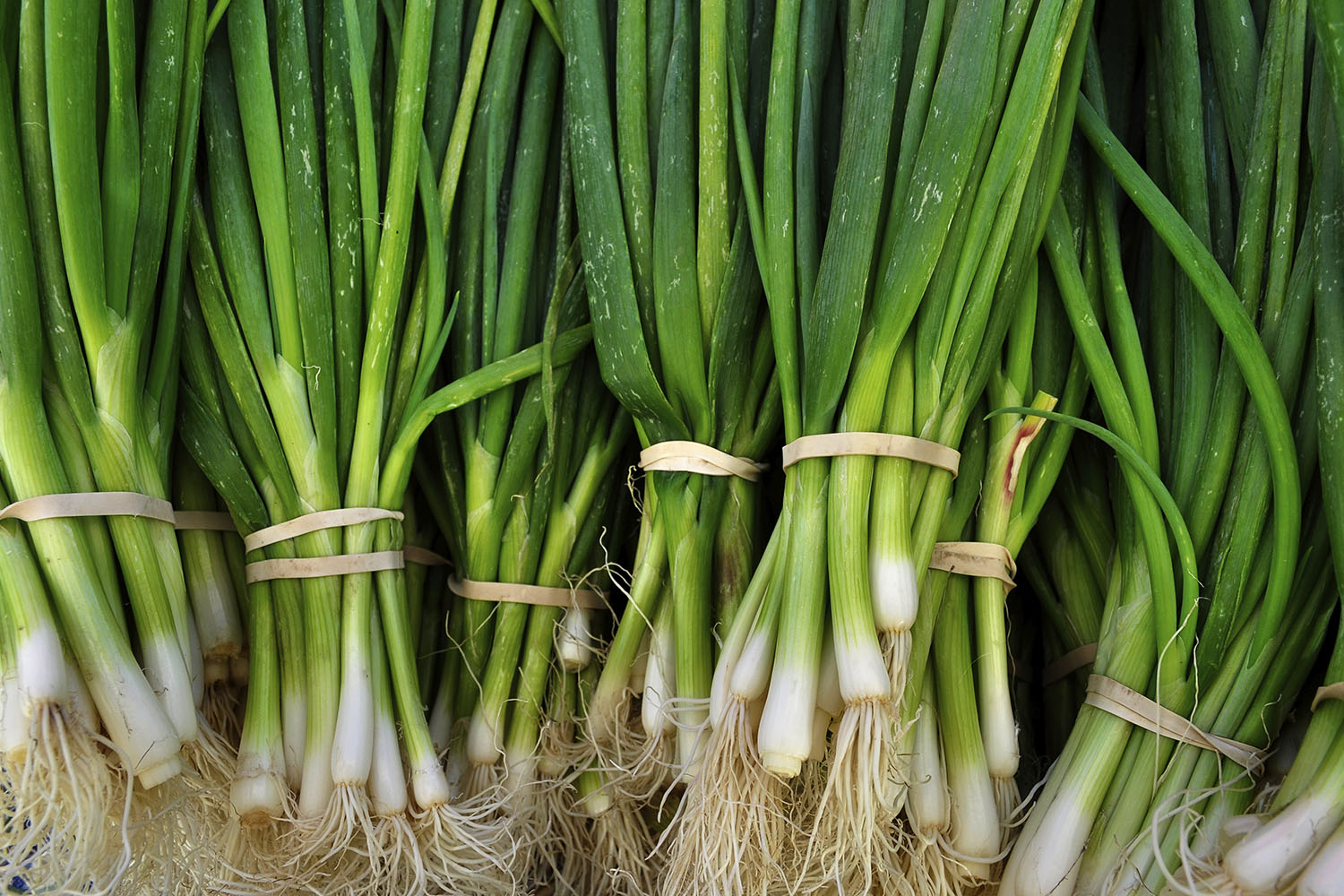 Shallots vs spring onion are they the same thing   Better Homes ...