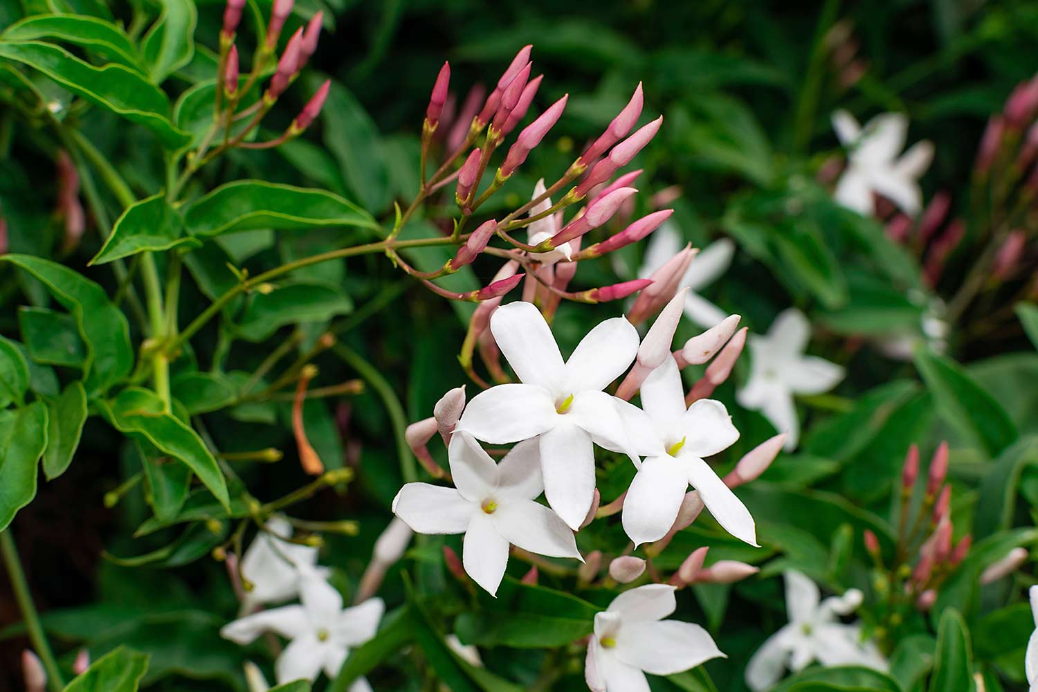 How to grow and care for jasmine | Better Homes and Gardens