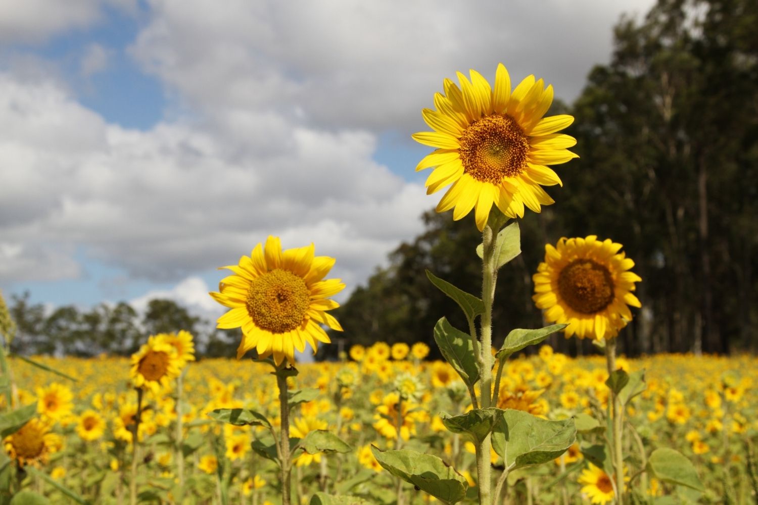 How to grow sunflowers in Australia from seed, in pots and ...