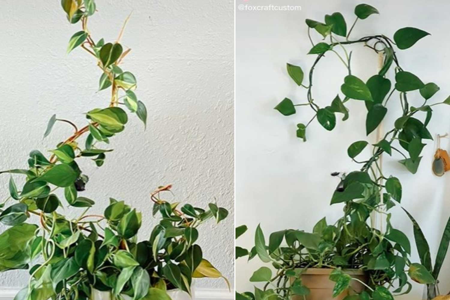 Genius Plant Support Hack Helps Your Climbing Plants Grow