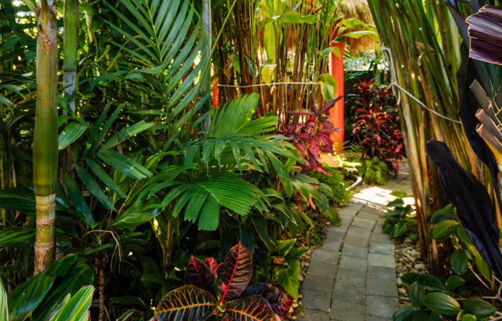 Create Your Own Tropical Backyard Oasis, Tropical Garden Designs Queensland