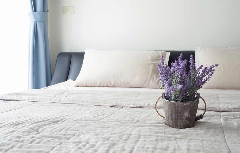 5 plants to put in your bedroom for a better night’s sleep