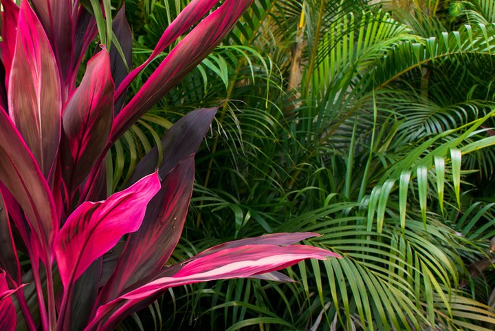 Five Plants To Turn Your Pool Into A Tropical Paradise Better Homes And Gardens - Tropical Plants For Near Pool