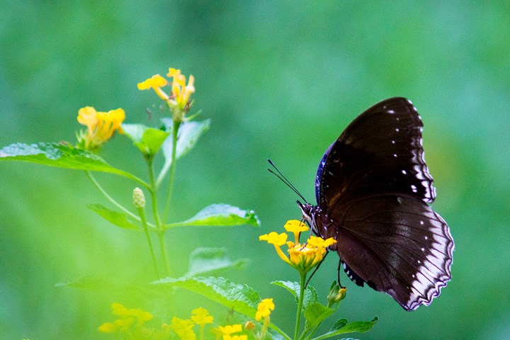 Common Crow butterfly