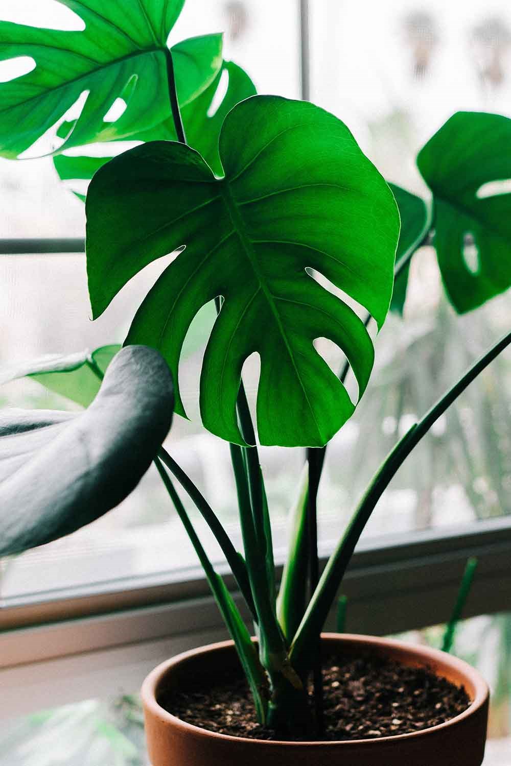 how-to-grow-and-care-for-monstera-deliciosa-better-homes-and-gardens