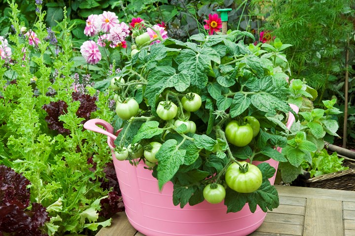 How to grow fruit and vegies in small spaces | Better Homes and Gardens