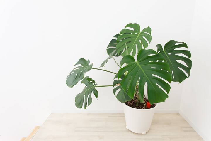 Popular plants indoor