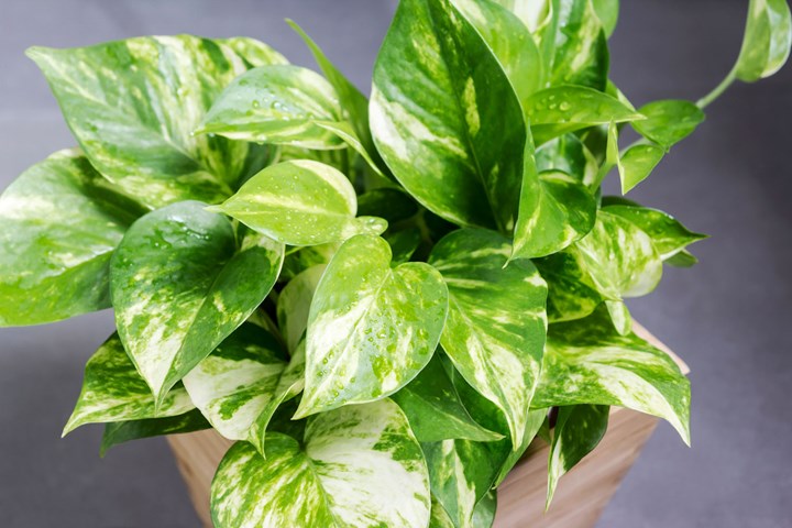 10 Houseplants That May Be Linked To Your Asthma