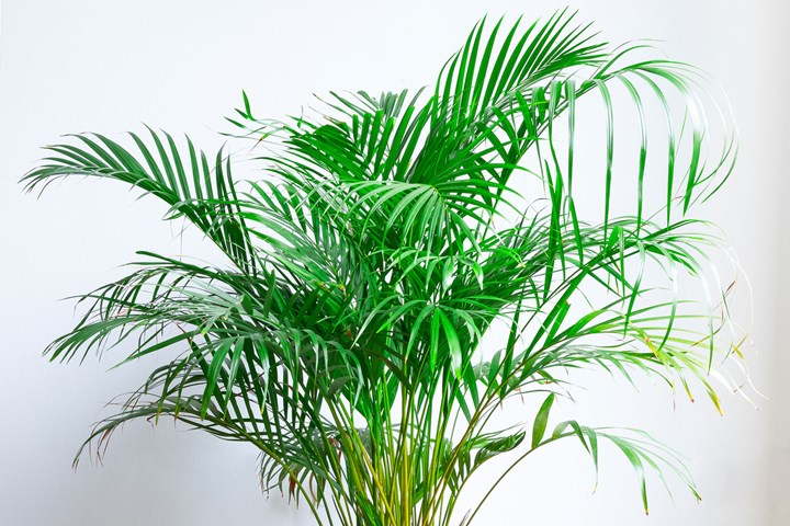 Indoor plants clean air australia