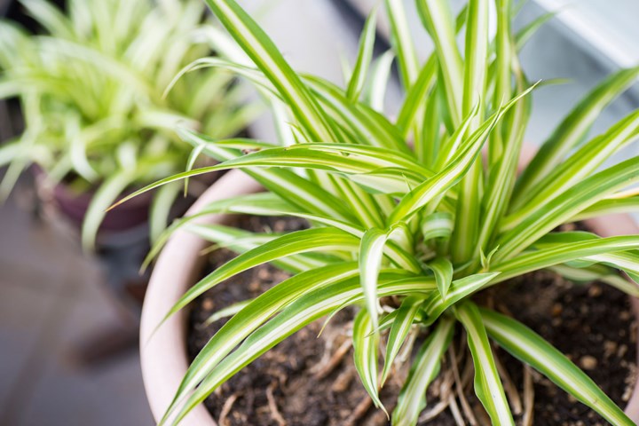 Easy to care for air purifying plants