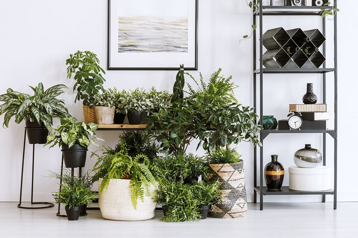 The hot new indoor plants trend of | Better Homes and Gardens