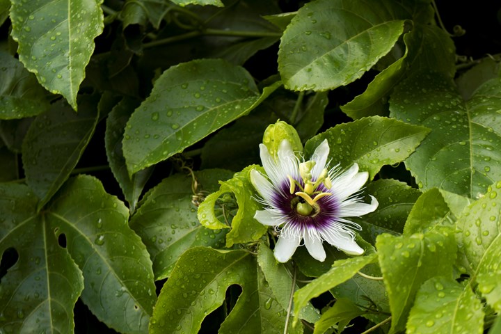passionfruit flowers