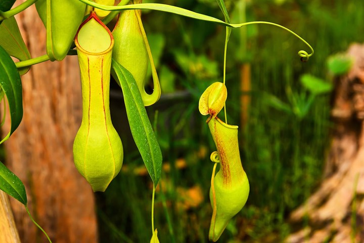Maleri binær syv 7 of the best carnivorous plants and how to care for them | Better Homes  and Gardens