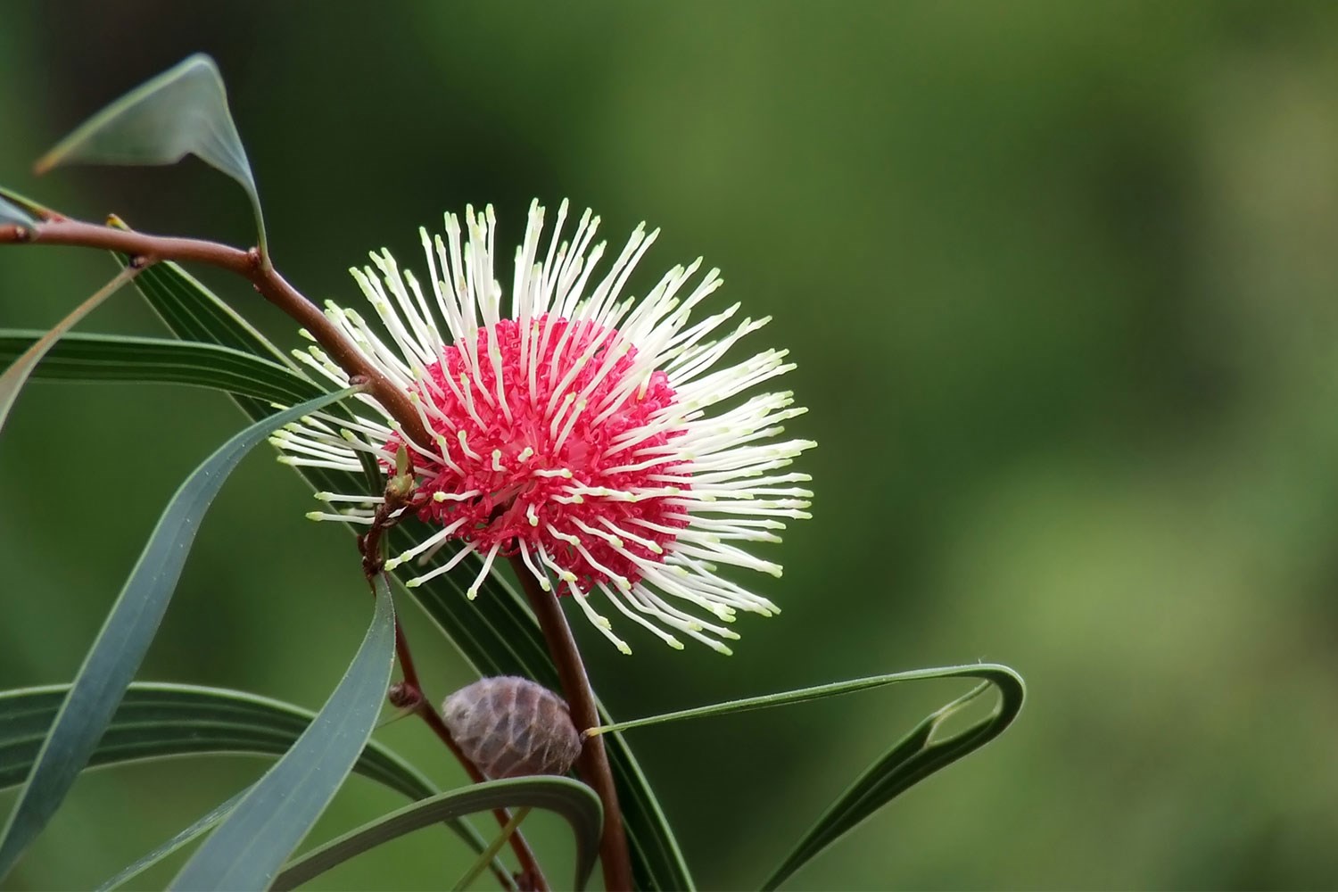 Australia native plants and animals information