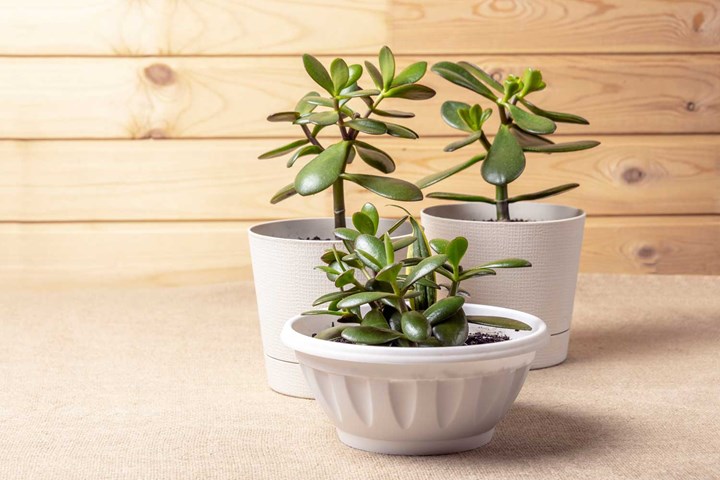 Money Tree: How to Grow a Plant (Feng Shui) | Better Homes Gardens