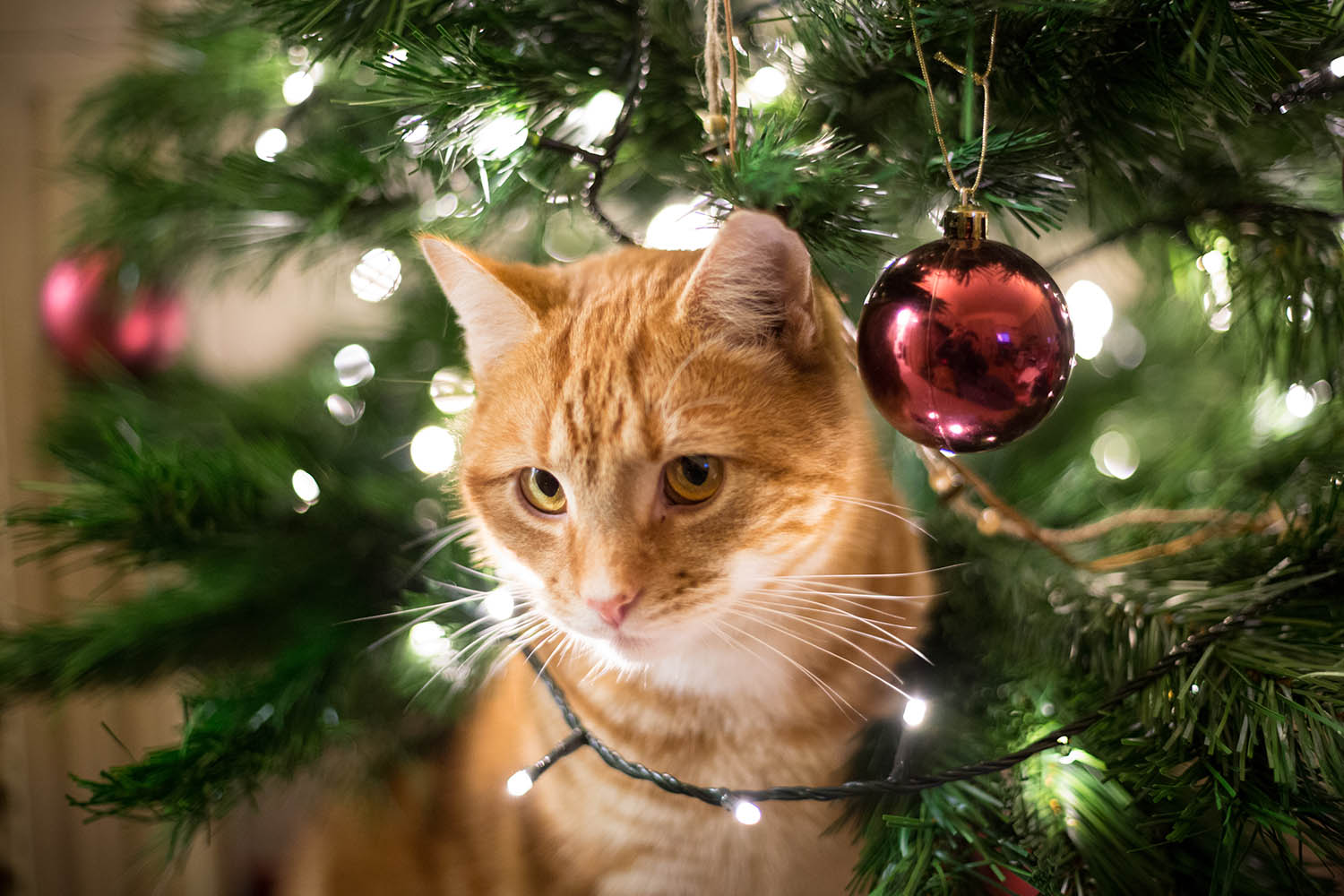 Can Drinking Christmas Tree Water Make A Cat Sick - Cat Lovster