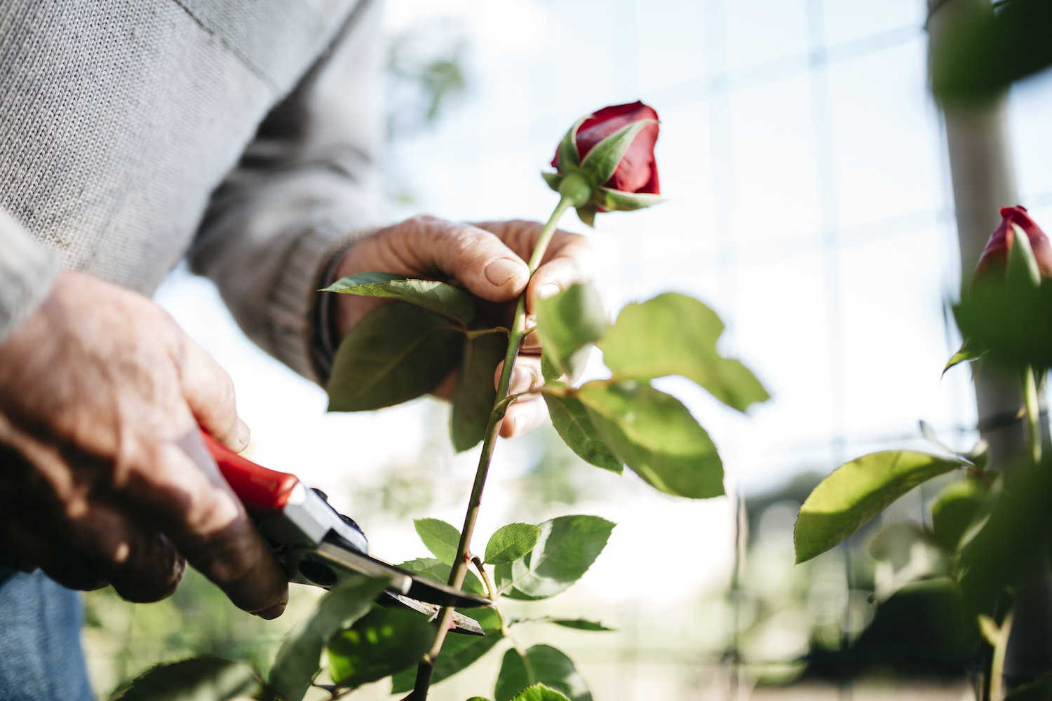 How To Plant Rose Stem Cuttings
