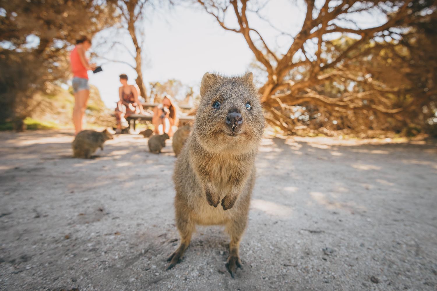 australian wildlife tours