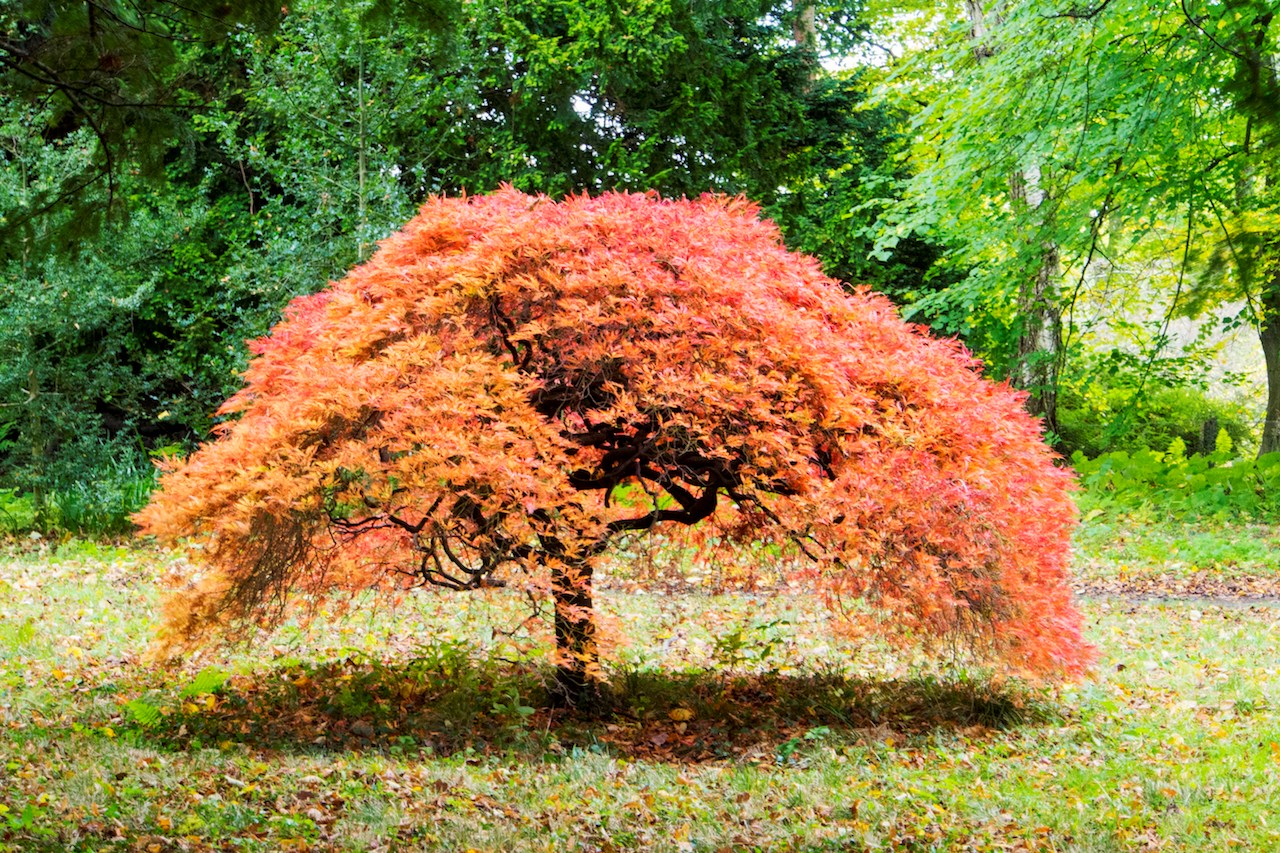Japanese Maple: 11 Japanese Maple Trees | Better Homes and Gardens