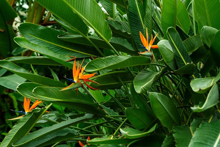 outdoor bird of paradise rostliny strelitzia