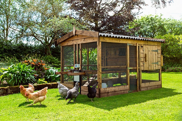 Everything You Need To Know About Pet Chickens Better Homes And Gardens