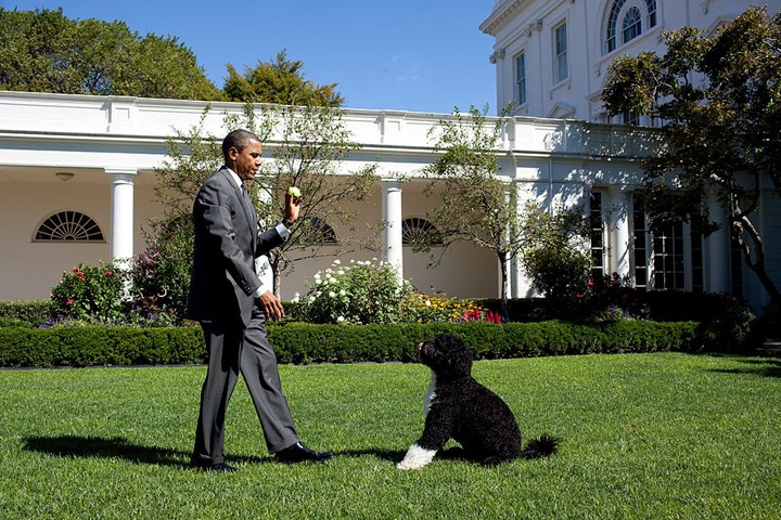 L'ex presidente USA Barack Obama con Bo, il cane d'acqua portoghese della famiglia.'s Portuguese Water Dog.