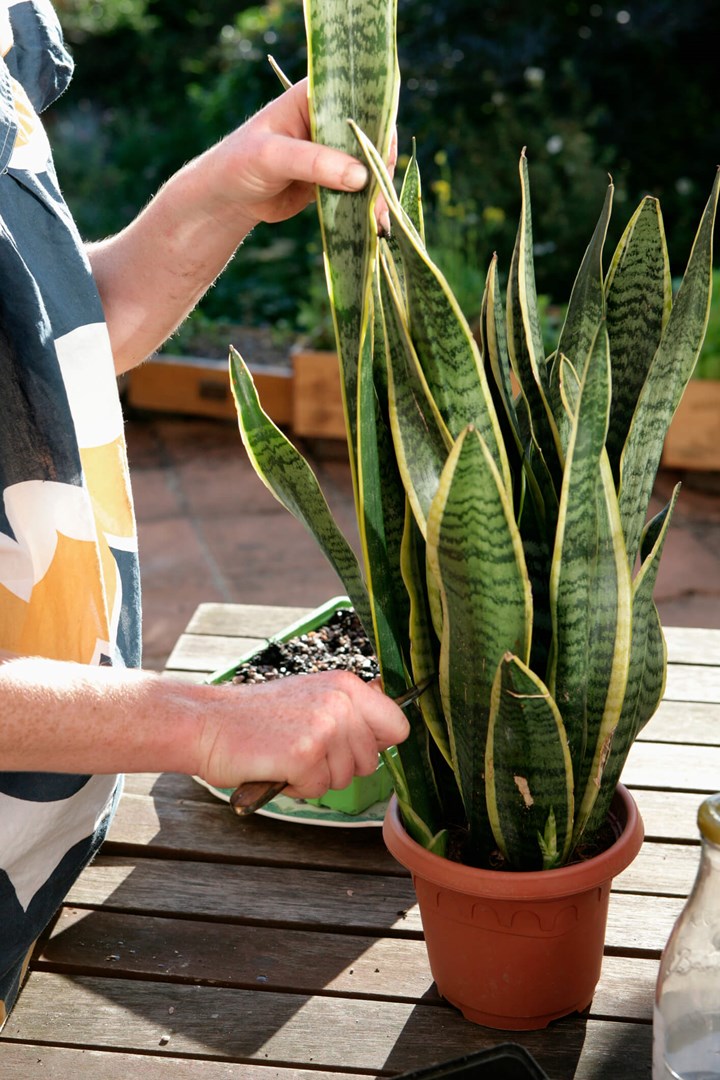 How To Care For Snake Plant Outdoors - Snake Poin