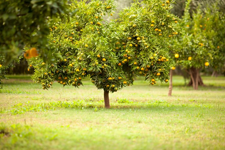Trimning af citrusfrugttræer