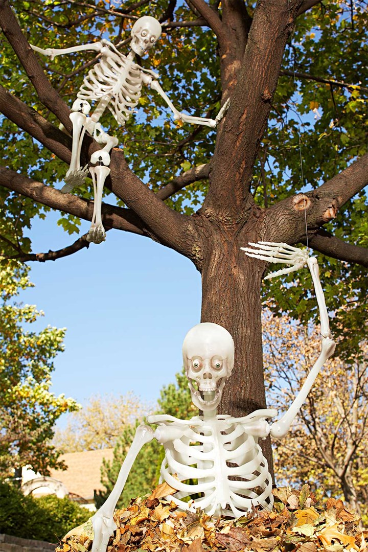 Funny Halloween skeletons posing in garden