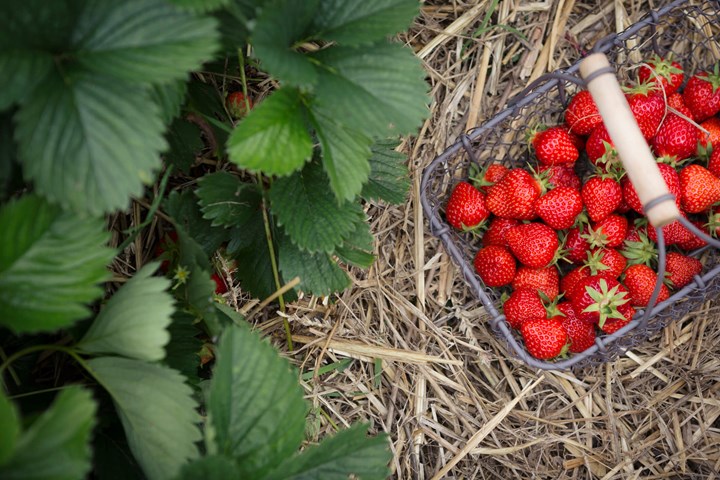Fresh strawberries in a metal basket