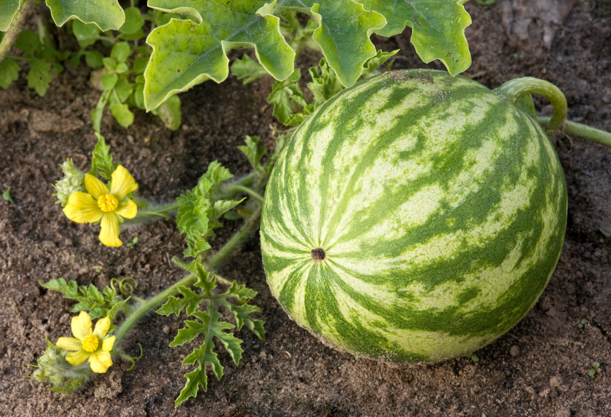 How to Grow Watermelon: 5 Tips For Planting & Harvesting ...