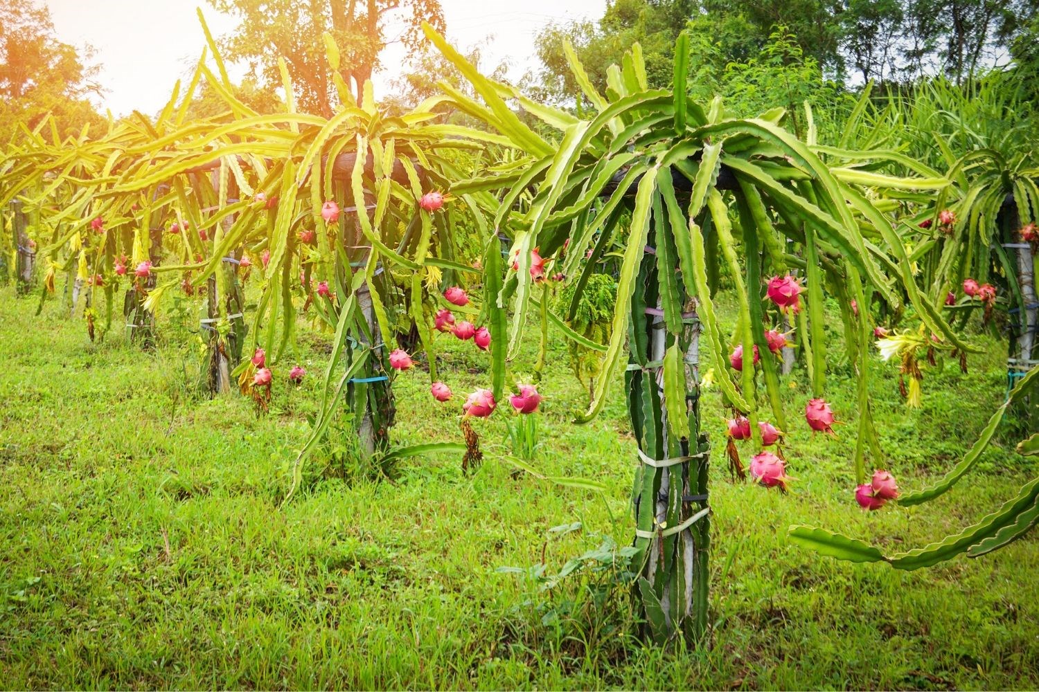 Plantas de pitaya