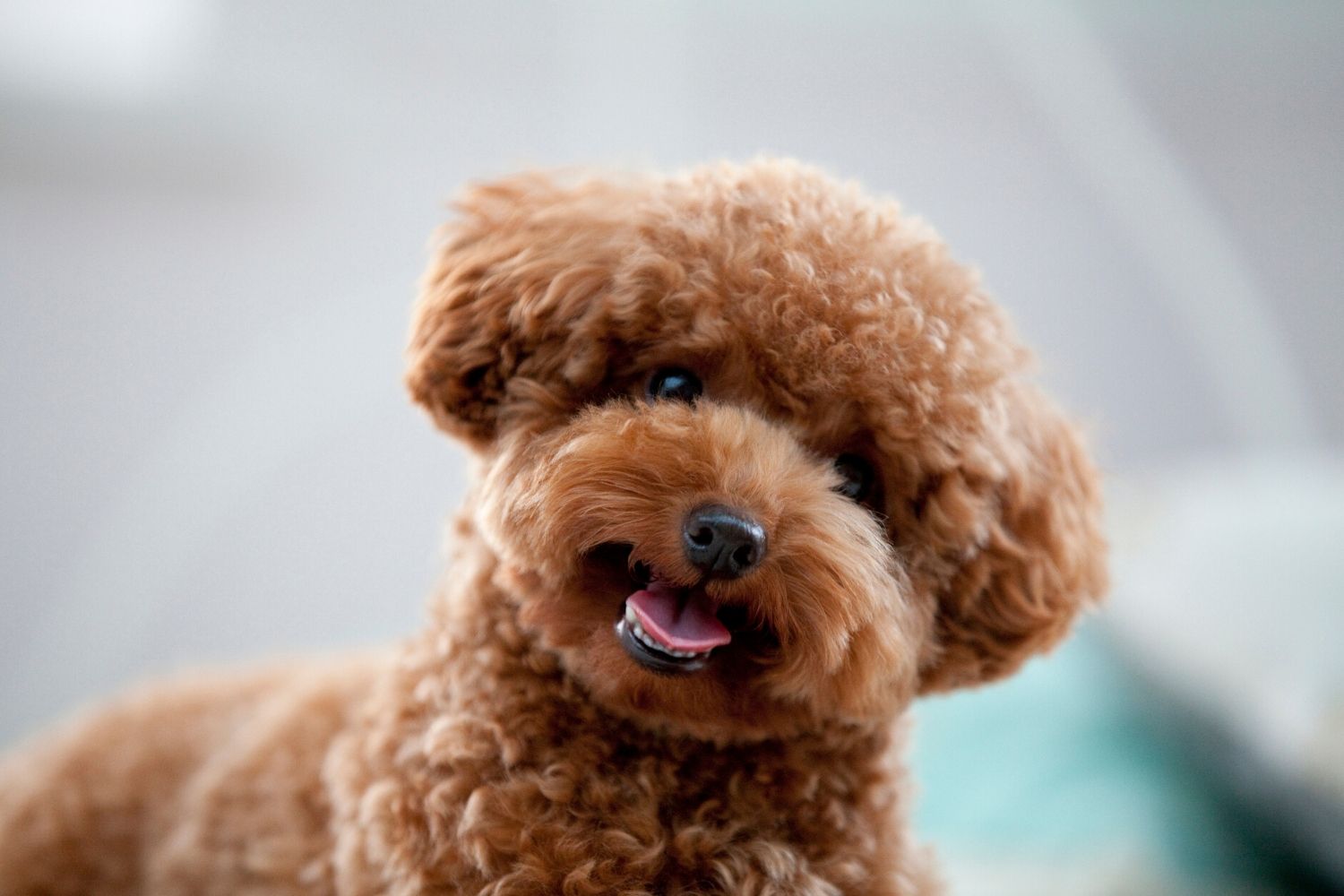 21 Small Hypoallergenic Dogs That Don't Shed (Much)