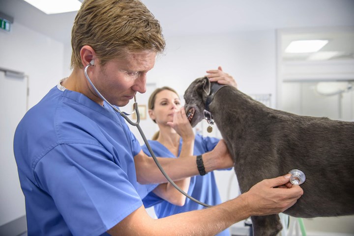 How to Become a Vet: A Step-by-Step to Becoming a | Better Homes and Gardens
