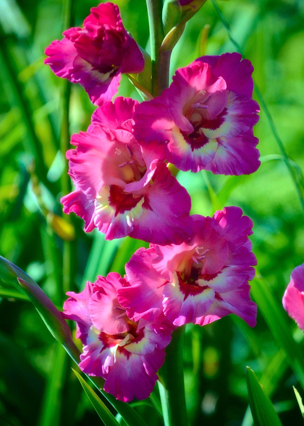 gladiolus-how-to-grow-glamorous-gladiolus-flowers-better-homes-and