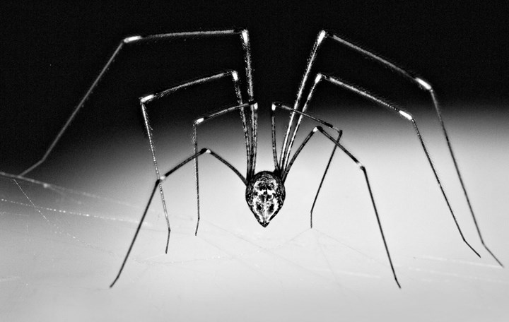 Are Daddy Long Legs Poisonous? The truth About Their Venom